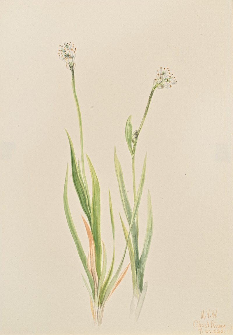 Mary Vaux Walcott - Bog-Asphodel (Tofieldia intermedia)