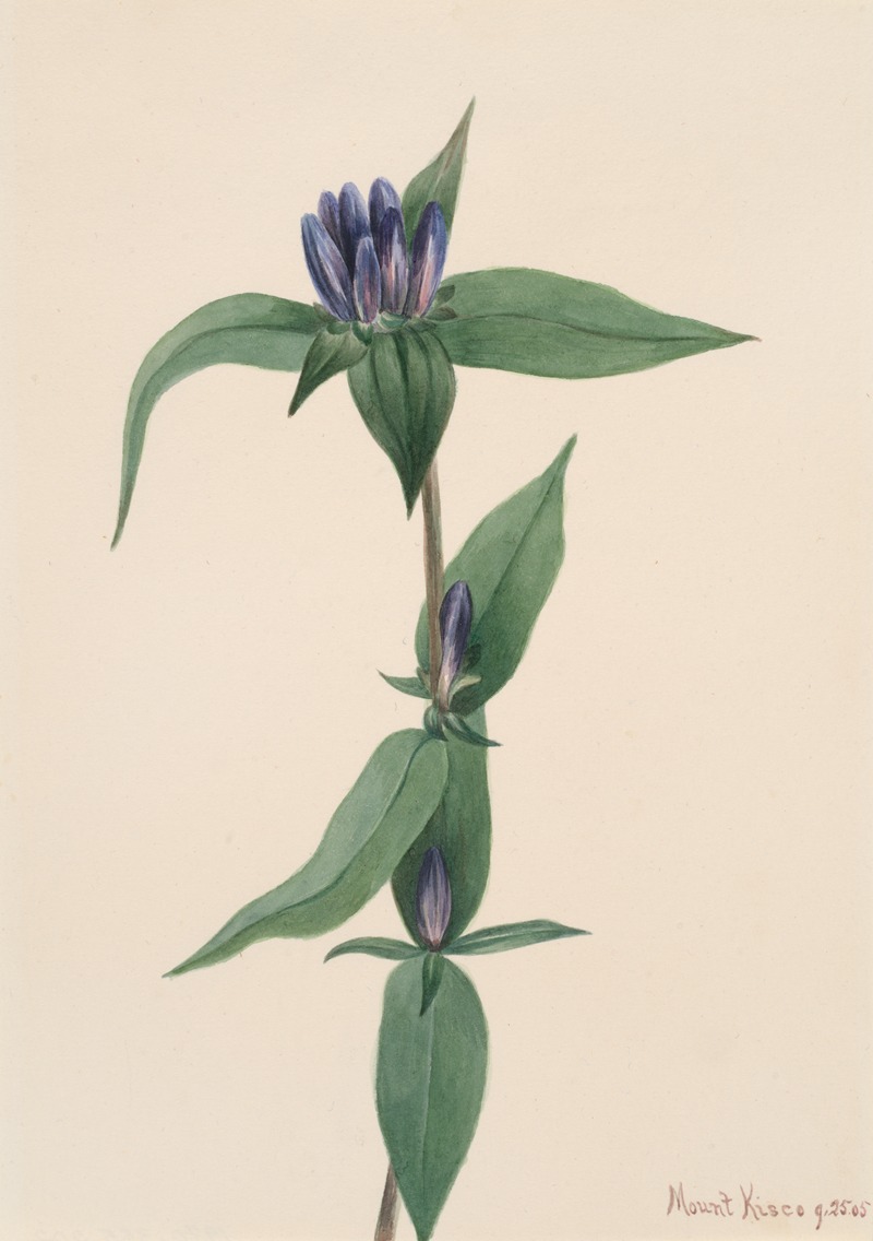 Mary Vaux Walcott - Bottle Gentian (Gentiana saponaria)