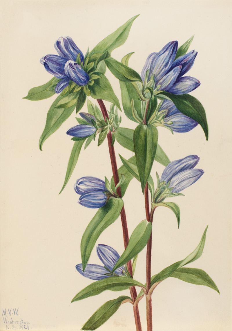 Mary Vaux Walcott - Bottle Gentian (Gentiana saponaria)