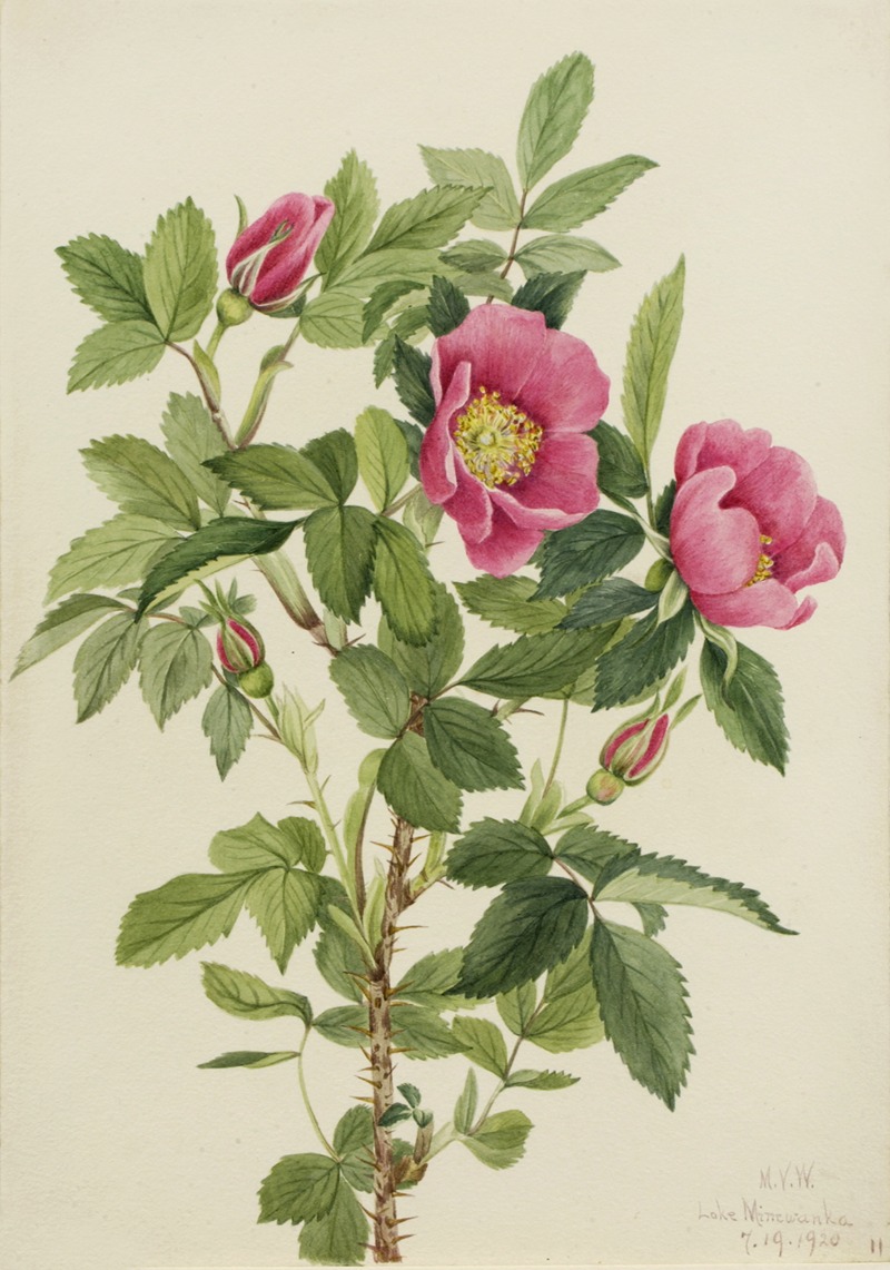 Mary Vaux Walcott - Bourgeau Rose (Rosa bourgeauiana)