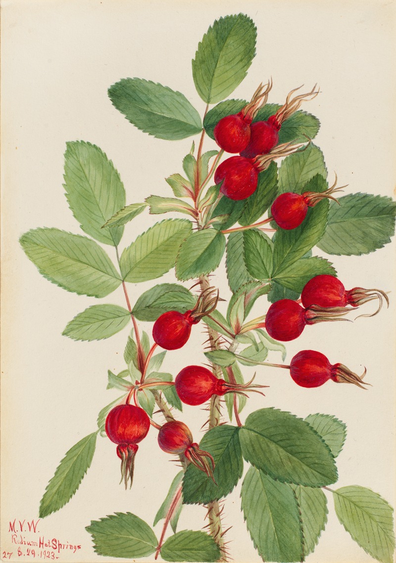 Mary Vaux Walcott - Bourgeau Rose (Rosa bourgeauiana)