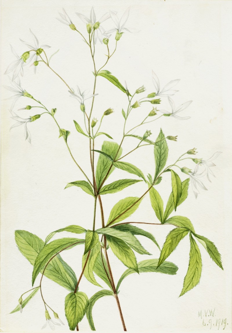 Mary Vaux Walcott - Bowmansroot (Porteranthus trifoliatus)