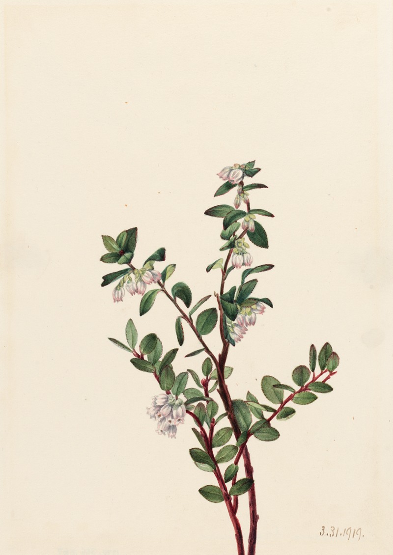 Mary Vaux Walcott - Box Huckleberry (Gaylussacia brachycera)