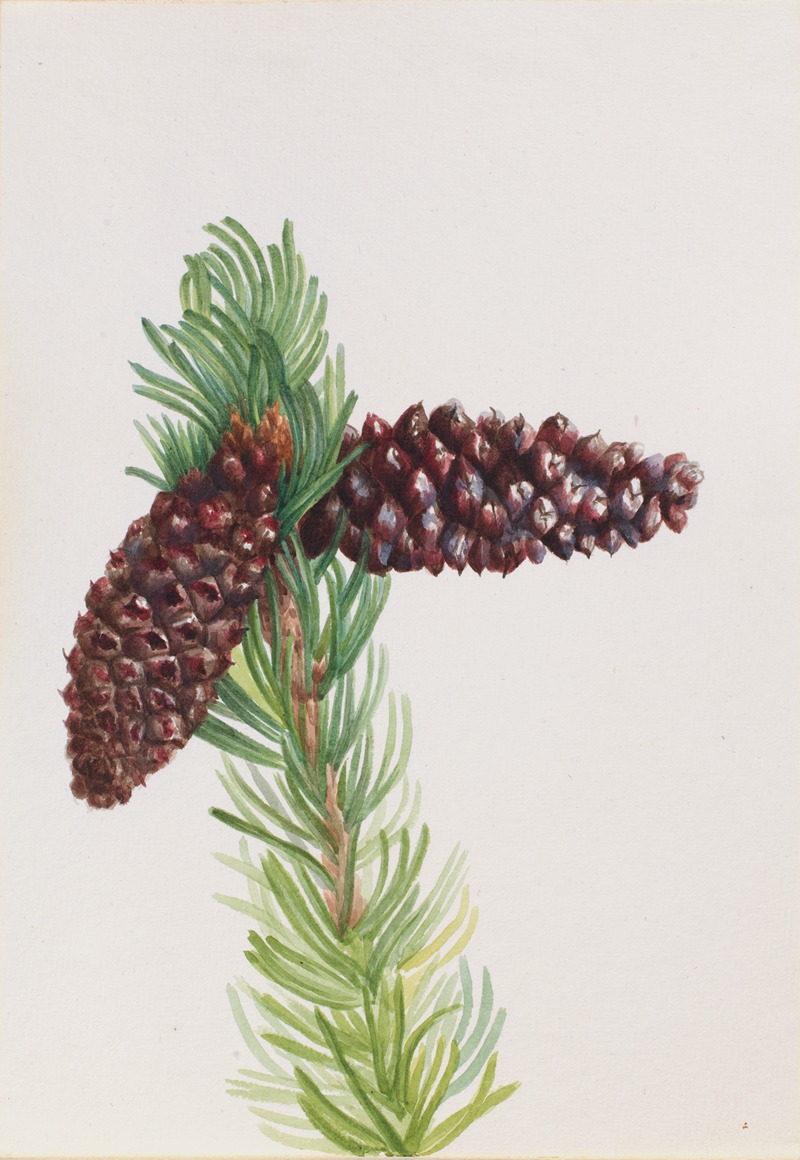 Mary Vaux Walcott - Bristle-Cone Pine (Pinus aristata)