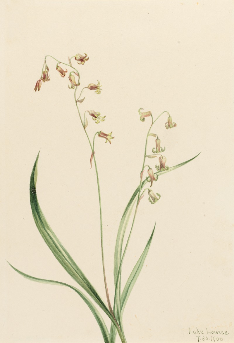 Mary Vaux Walcott - Bronzebells (Stenanthium occidentale)