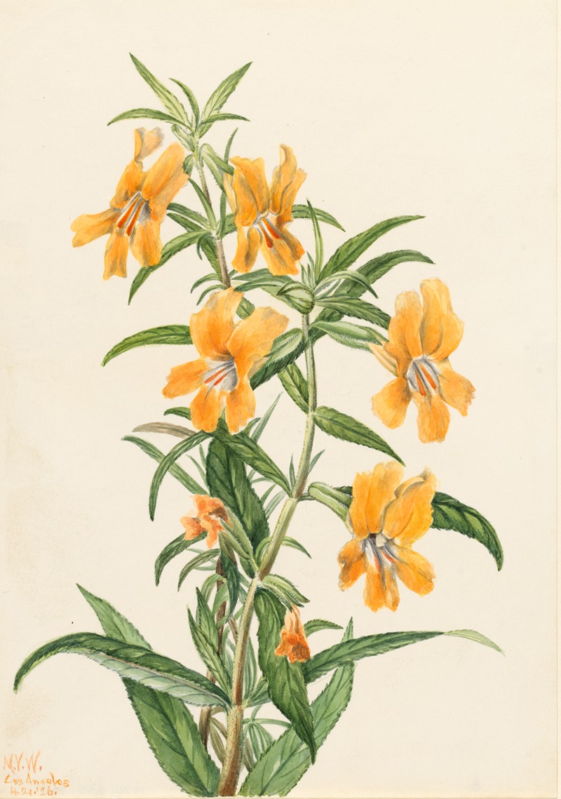 Mary Vaux Walcott - Buff Monkeyflower (Diplacus longiflorus)