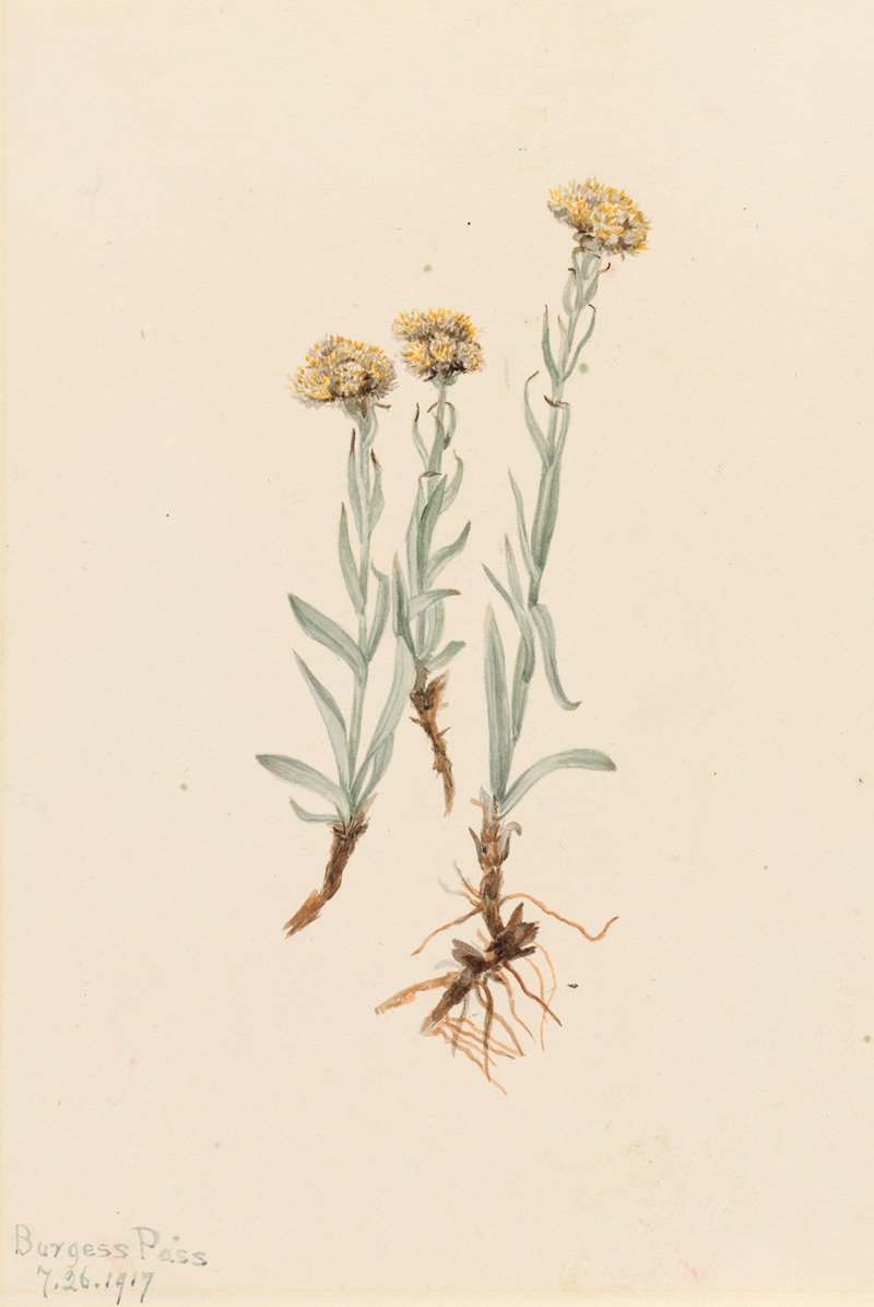 Mary Vaux Walcott - Buff Pussytoes (Antennaria luzuloides)