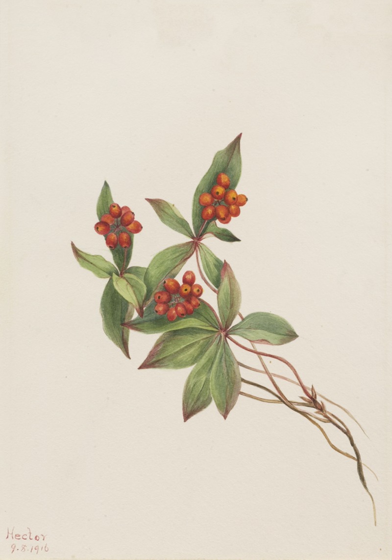 Mary Vaux Walcott - Bunchberry (Cornus canadensis)