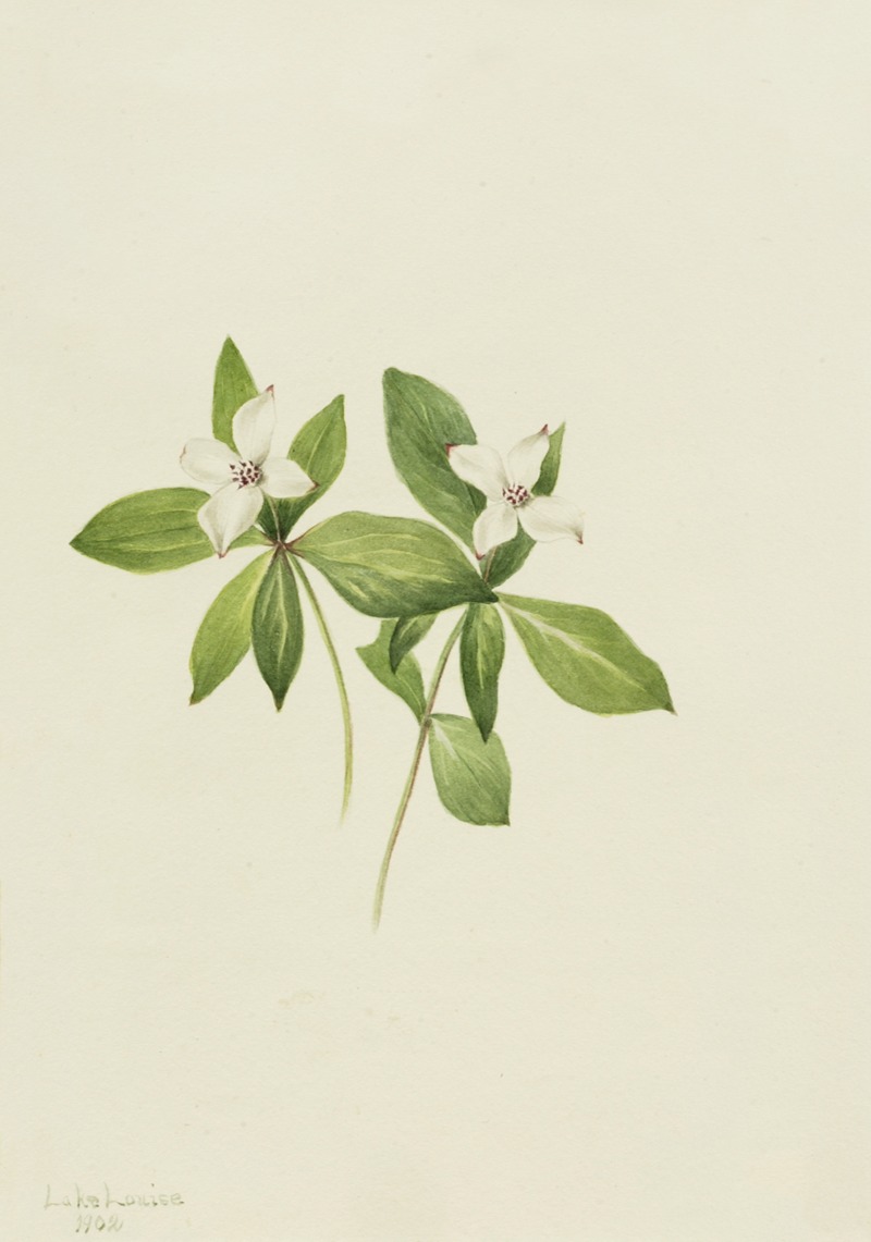 Mary Vaux Walcott - Bunchberry (Cornus canadensis)