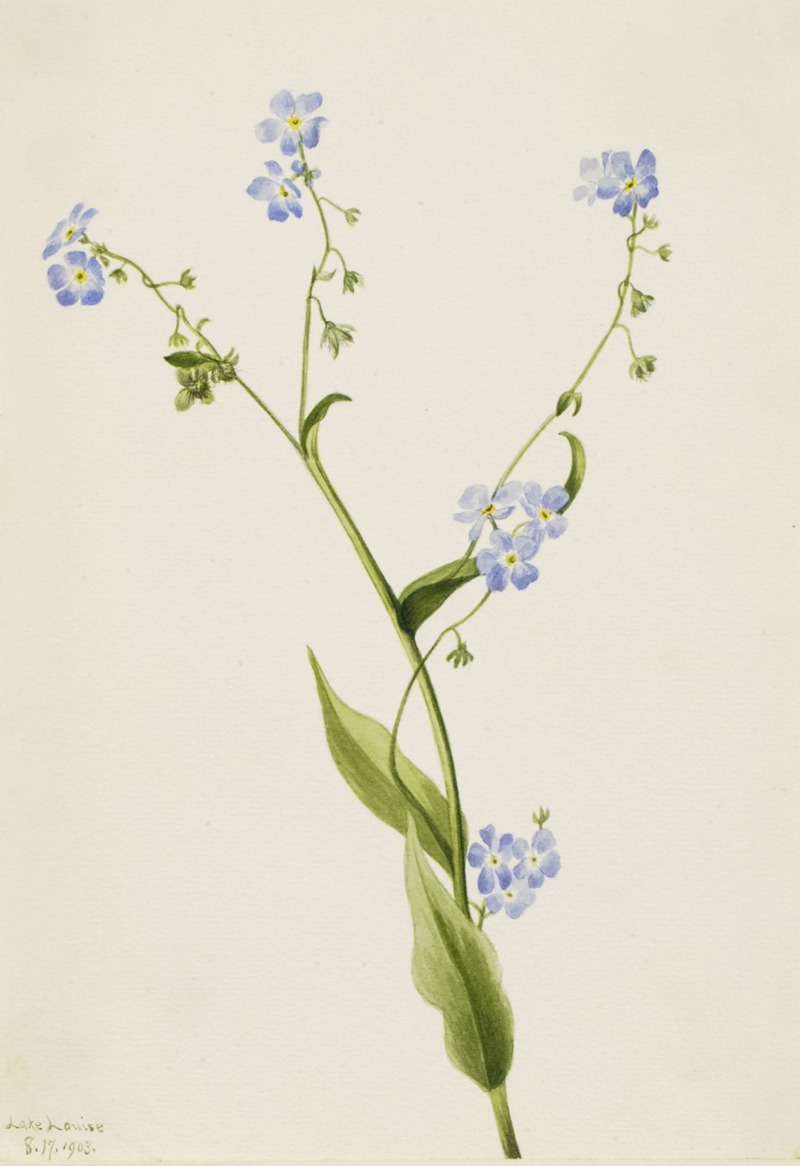 Mary Vaux Walcott - Bur-forget-me-not (Lappula diffusa)