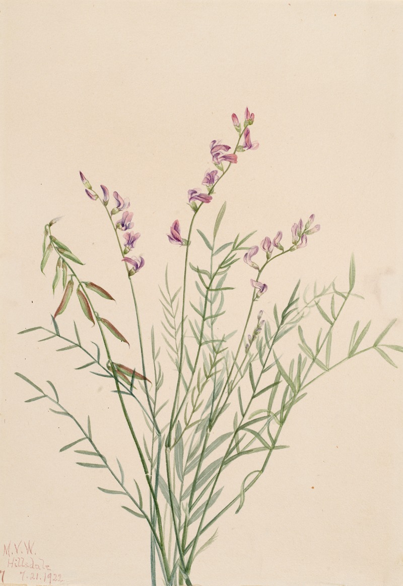 Mary Vaux Walcott - Burgess Milkvetch (Astragalus bourgovii)