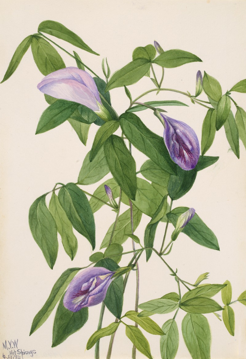 Mary Vaux Walcott - Butterfly Pea (Clitoria mariana)
