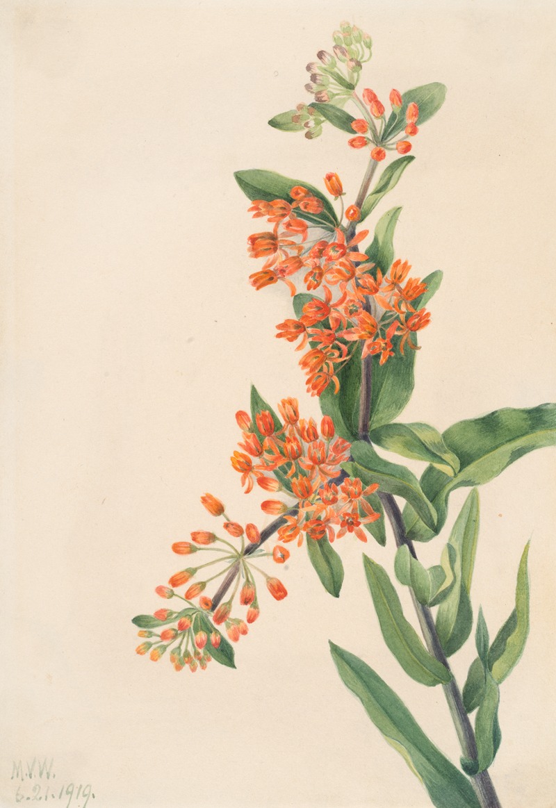 Mary Vaux Walcott - Butterfly Weed (Ascelpias tuberosa)