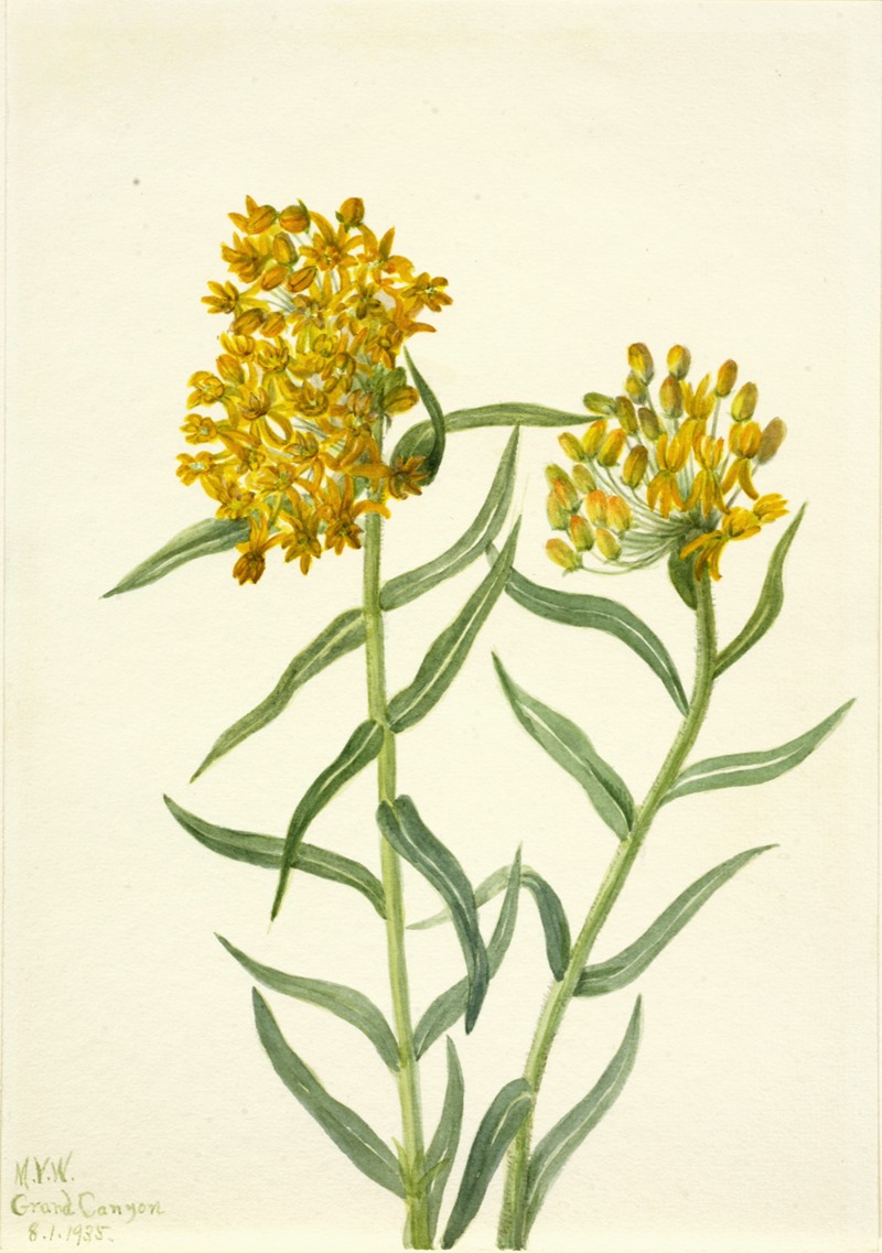 Mary Vaux Walcott - Butterfly Weed (Ascelpias tuberosa)