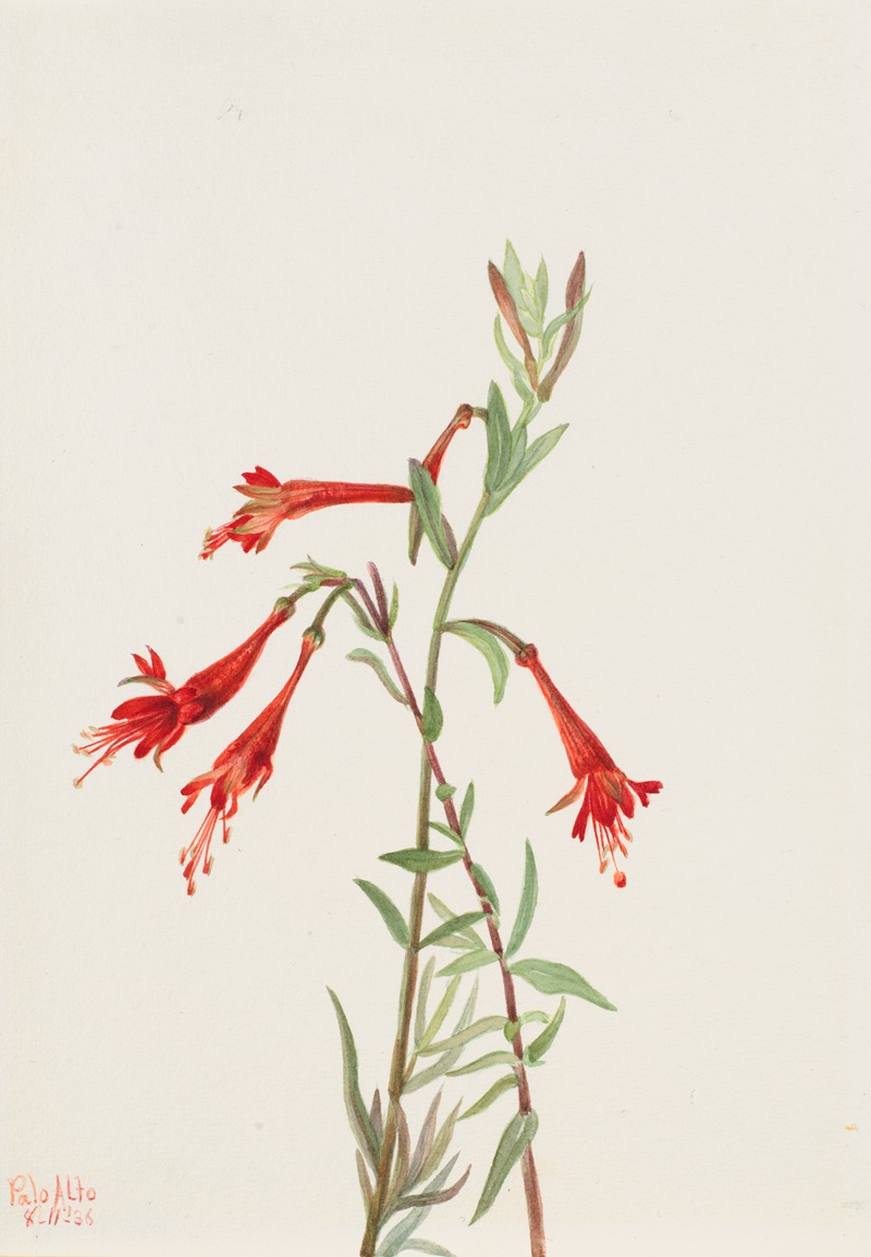 Mary Vaux Walcott - California Fuschia (Zauschneria californica)