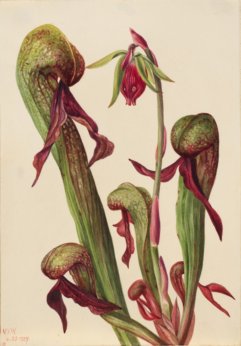 Mary Vaux Walcott - California Pitcherplant (Chrysamphora californica)