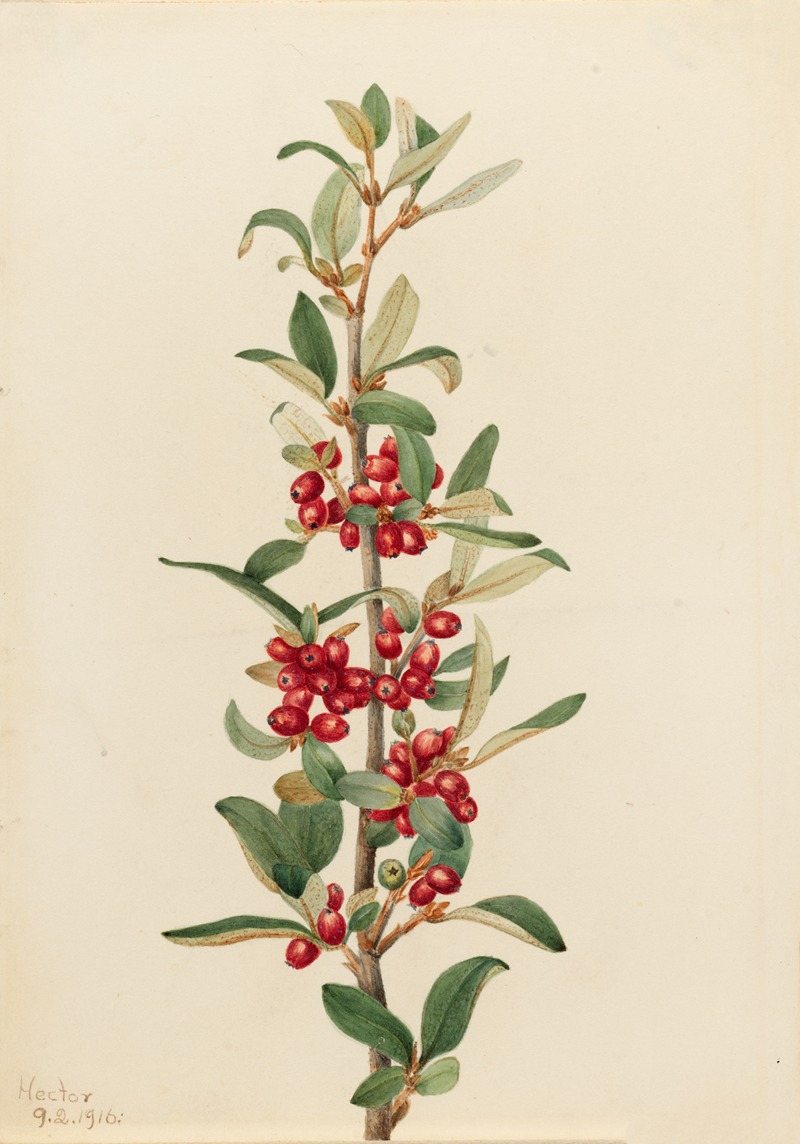 Mary Vaux Walcott - Canada Buffaloberry (Lepargyrea canadensis)