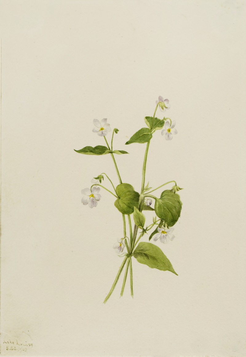 Mary Vaux Walcott - Canada Violet (Viola canadensis)