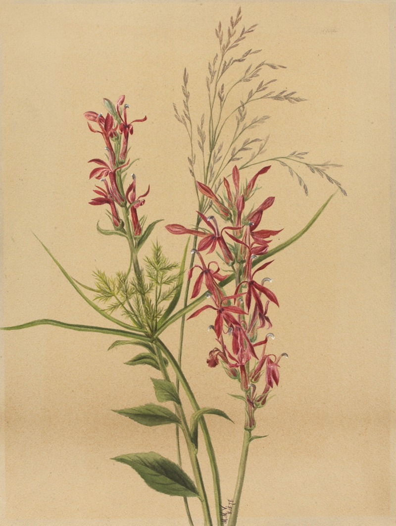 Mary Vaux Walcott - Cardinal Flower (Lobelia cardinalis)