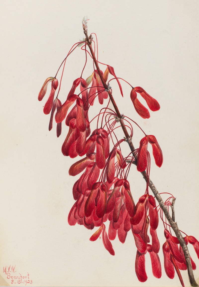 Mary Vaux Walcott - Carolina Maple (Acer carolinianum)