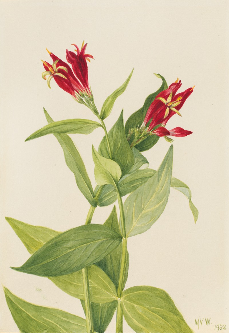 Mary Vaux Walcott - Carolina Pink (Spigelia marylandica)