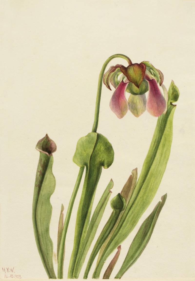 Mary Vaux Walcott - Catesby Pitcherplant (Sarracenia catesaei)