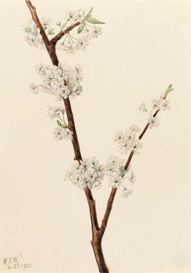 Mary Vaux Walcott - Chickasaw Plum (Prunus angustifolia)