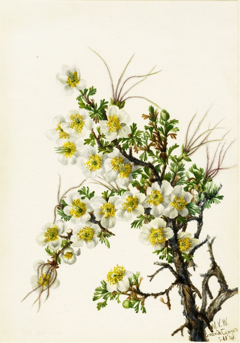 Mary Vaux Walcott - Cliffrose (Cowania stanshuriana)