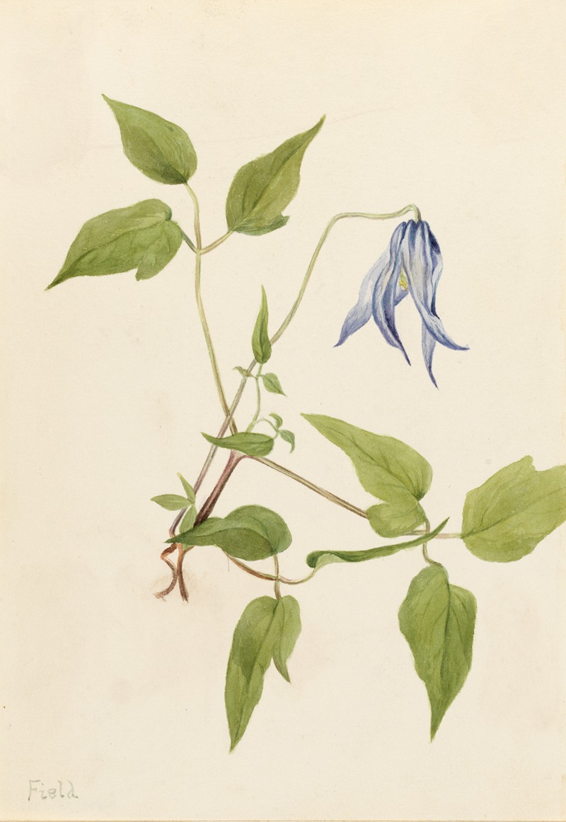 Mary Vaux Walcott - Columbia Clematis (Clematis columbiana)