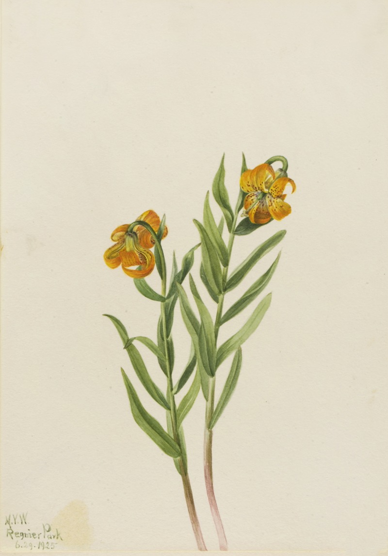 Mary Vaux Walcott - Columbia Lily (Lilium columbianum)