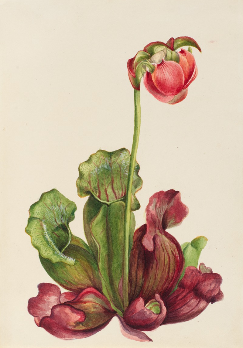 Mary Vaux Walcott - Common Pitcherplant (Sarracenia purpurea venosa)