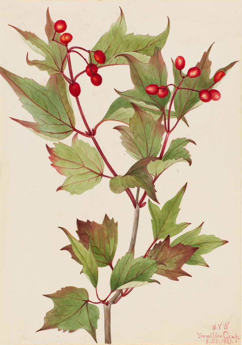 Mary Vaux Walcott - Cranberrybush (Viburnum pauciflorum)