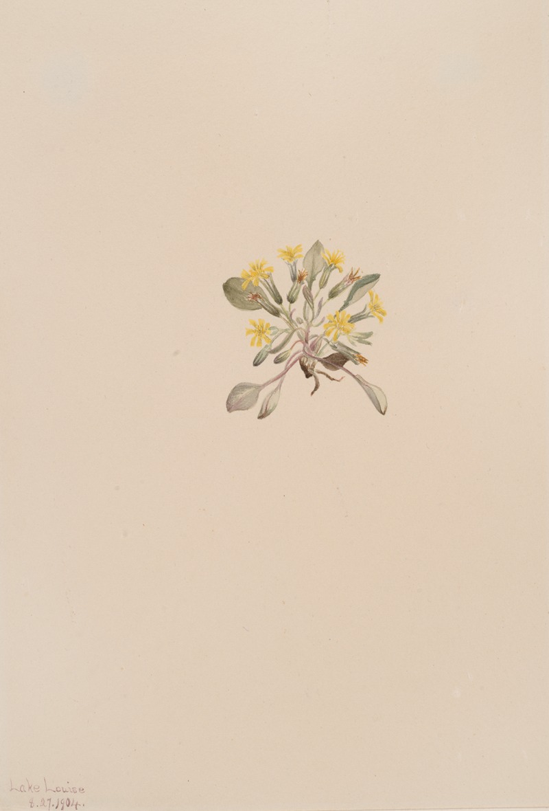 Mary Vaux Walcott - Crepis Elegans