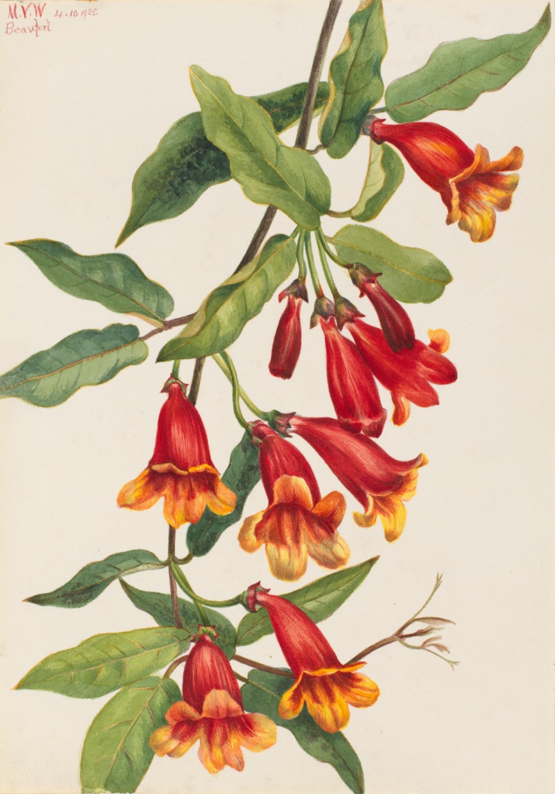 Mary Vaux Walcott - Crossvine (Anisostichus capreolatus)