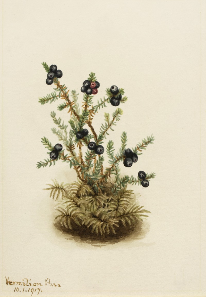 Mary Vaux Walcott - Crowberry (Empetrum nigrum)