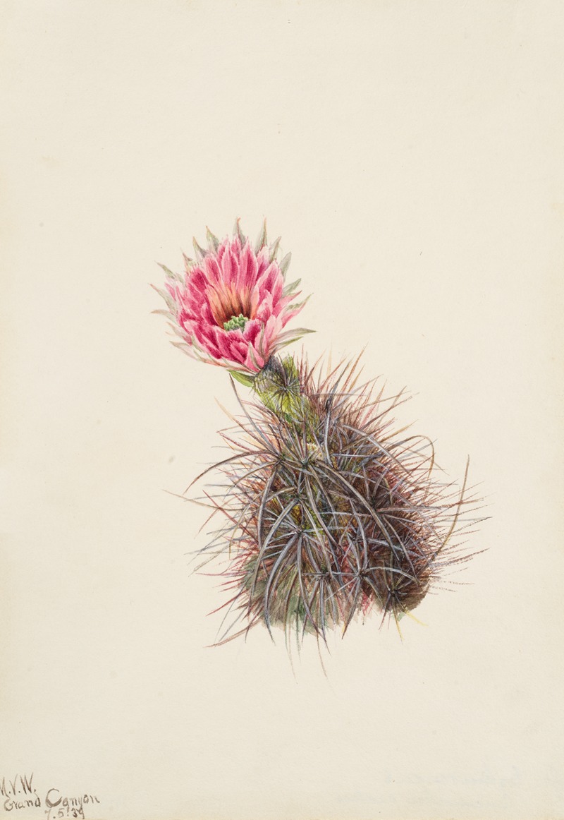 Mary Vaux Walcott - Cucumber Cactus