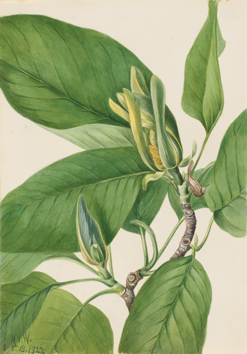 Mary Vaux Walcott - Cucumbertree (Magnolia acuminata)
