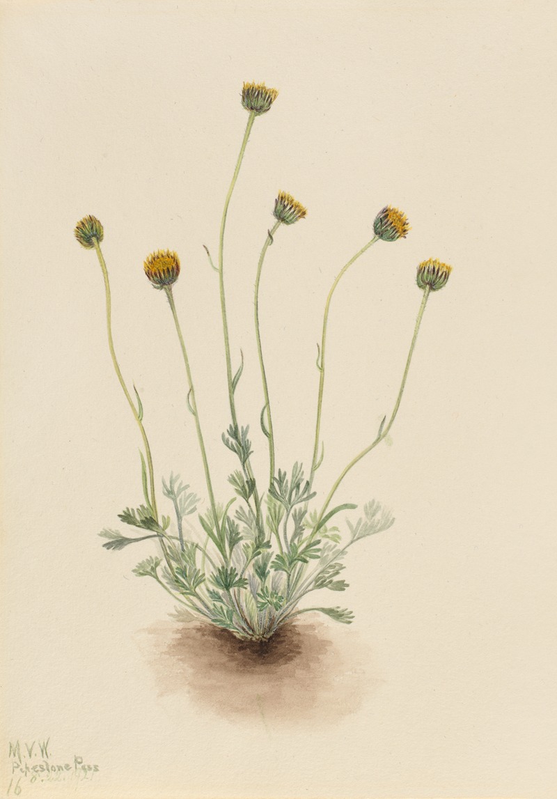 Mary Vaux Walcott - Cut Leaf Fleabane (Erigeron compositus nudus)