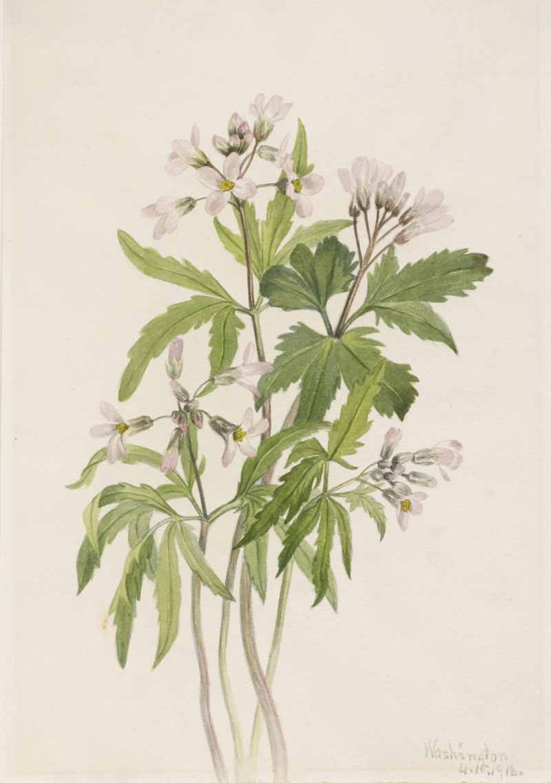 Mary Vaux Walcott - Cut Toothwort (Dentaria laciniata)