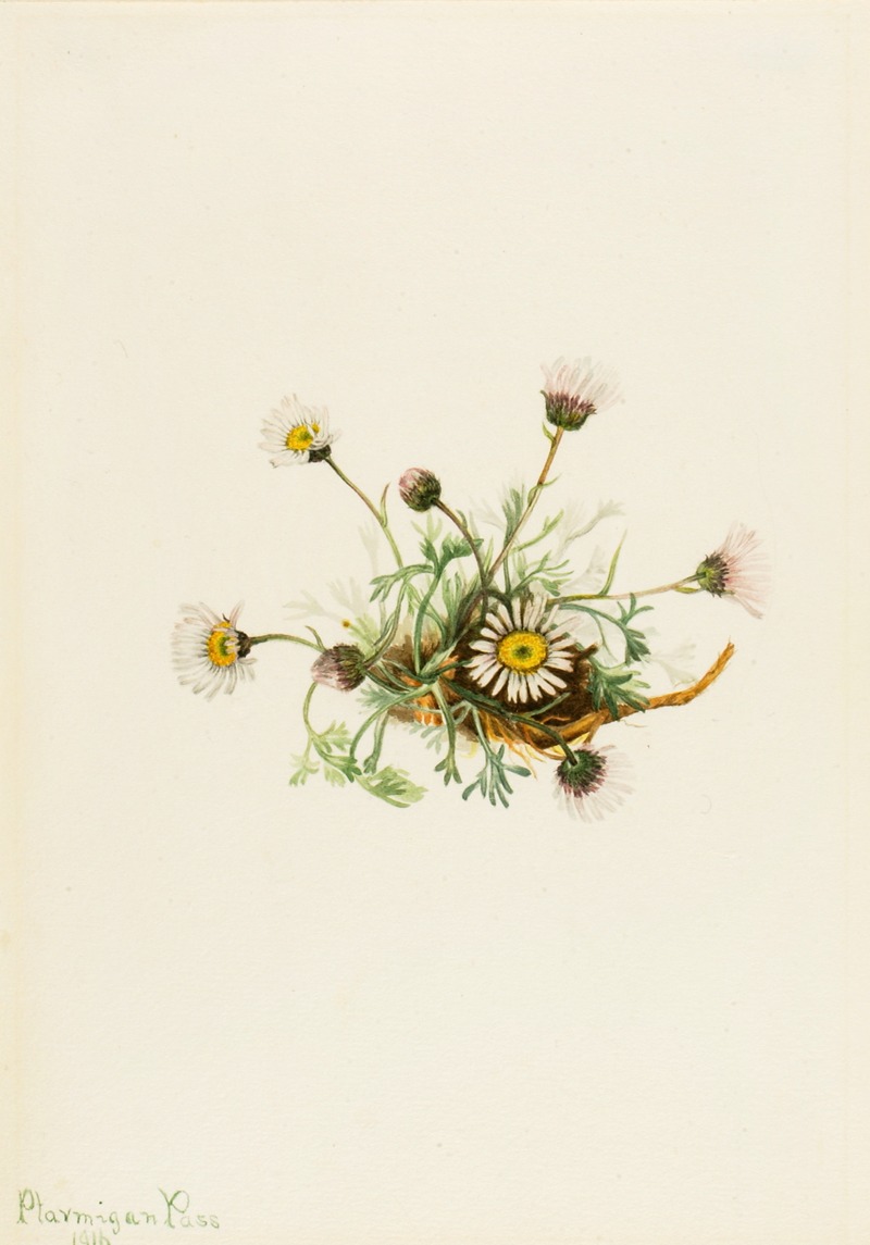 Mary Vaux Walcott - Cut-Leaf Fleabane (Erigeron compositus)