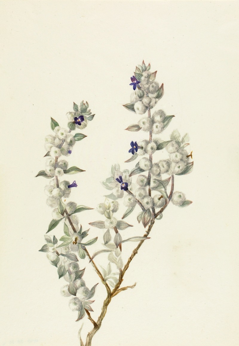 Mary Vaux Walcott - Death Valley Sage (Salvia funerea)