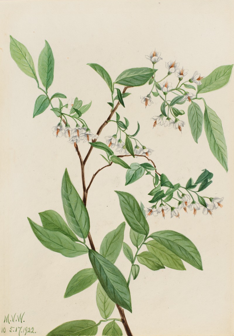 Mary Vaux Walcott - Deerberry (Polycodium stamineum)