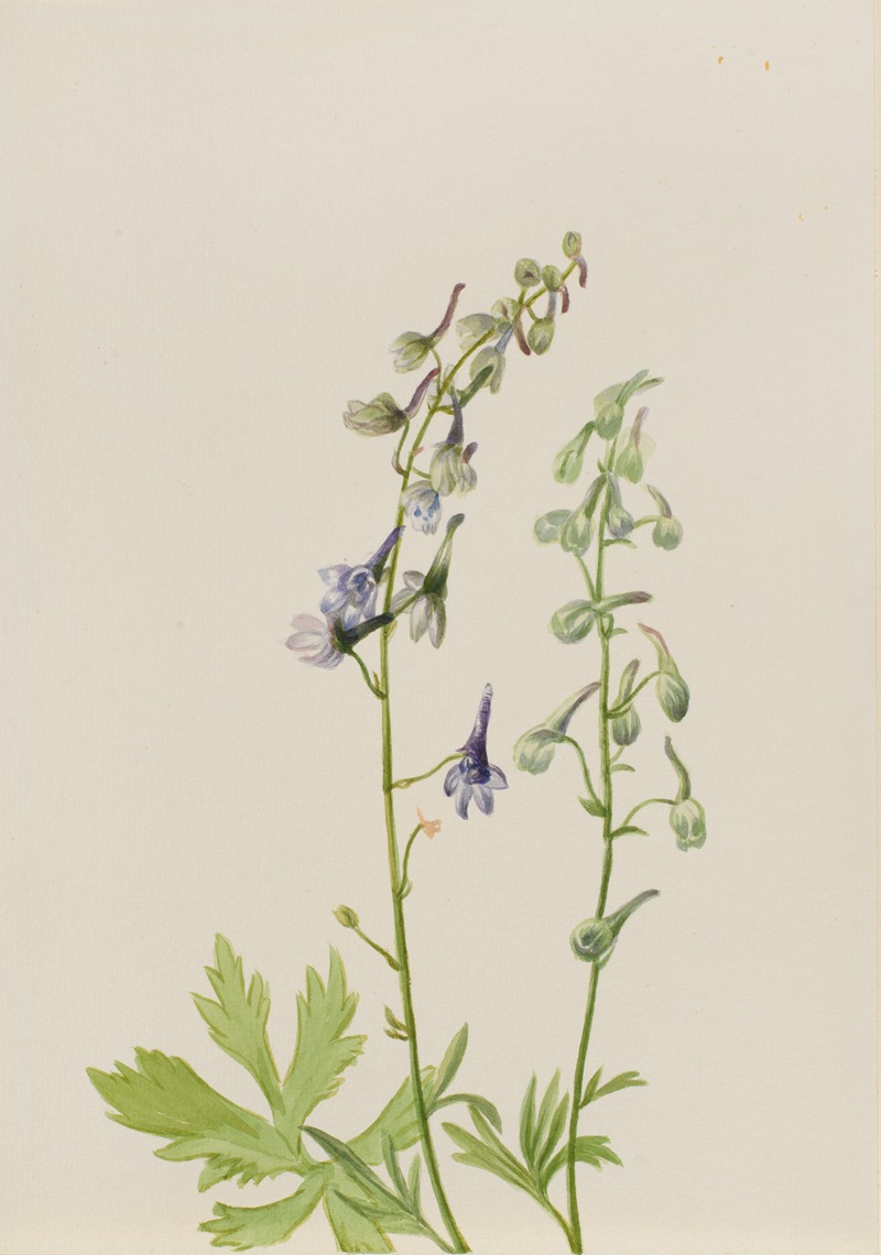 Mary Vaux Walcott - Delphinium (Delphinium scopulorum)