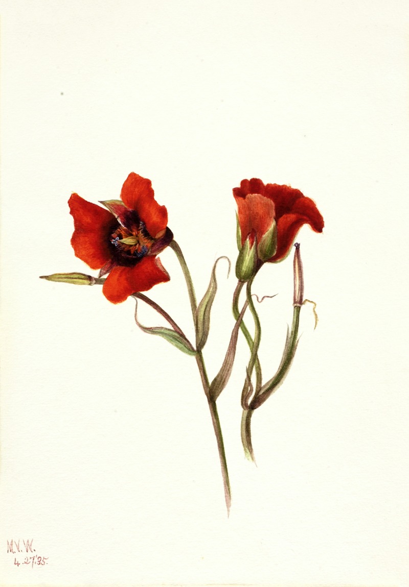 Mary Vaux Walcott - Desert Mariposa (Calochortus kennedyi)