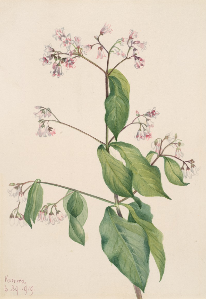 Mary Vaux Walcott - Dogbane (Apocyum androsaemfolium)