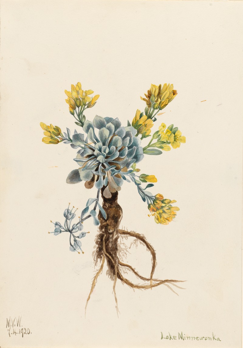 Mary Vaux Walcott - Double Bladderpod (Physaria didymocarpa)