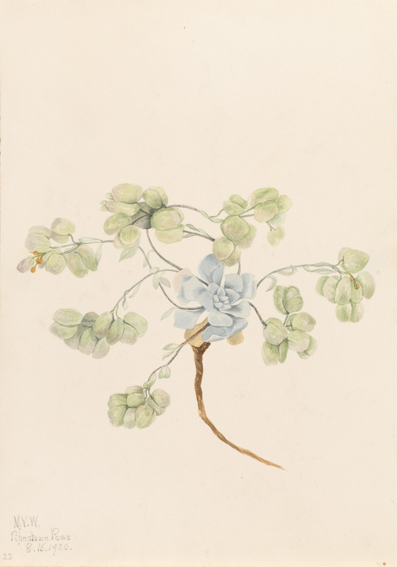 Mary Vaux Walcott - Double Bladderpod (Physaria didymocarpa)