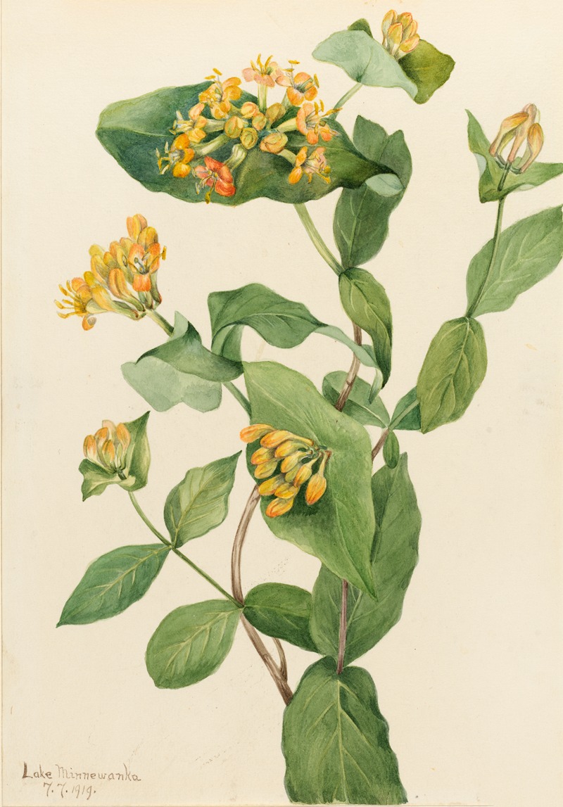 Mary Vaux Walcott - Douglas Honeysuckle (Lonicera glaucescens)