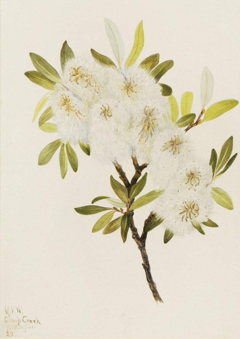 Mary Vaux Walcott - Drummond Willow (Salix drummondiana)