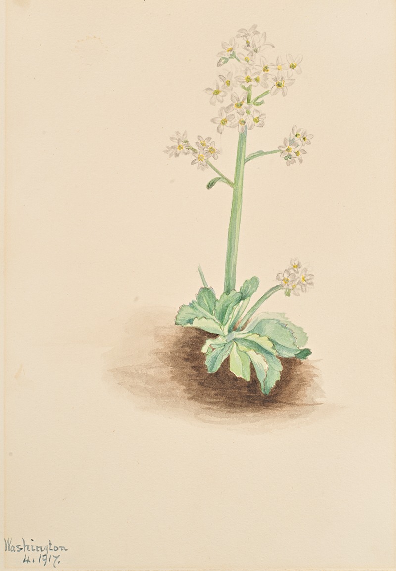 Mary Vaux Walcott - Early Saxifrage (Saxifraga virginiensis)